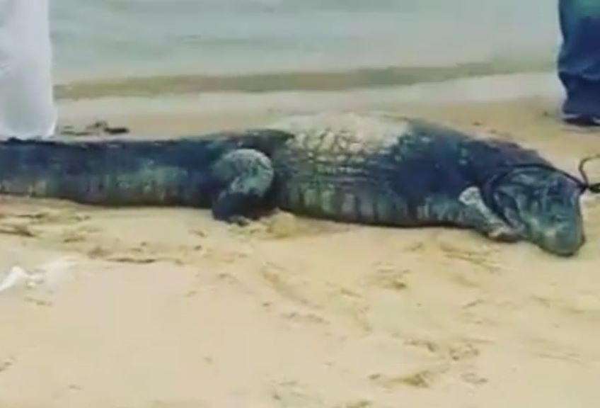 Un yacaré que cruzó el Paraná huyendo de las quemas en las islas